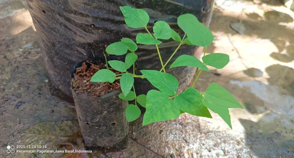 Nasib Kecipir Warisan 