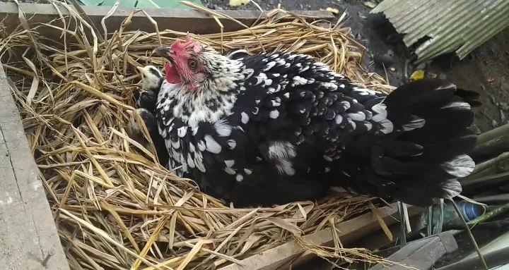 Hewan peliharaan Fahmi di rumah