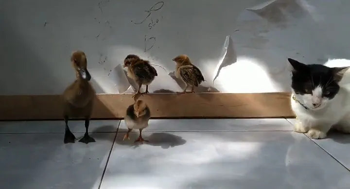 Hewan peliharaan Fahmi di rumah