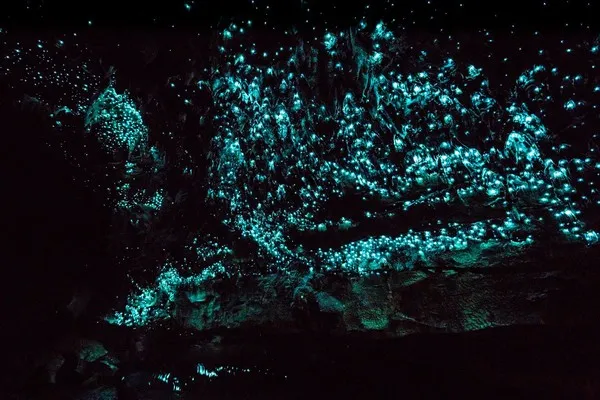 Waitomo Glowworm Caves, Selandia Baru