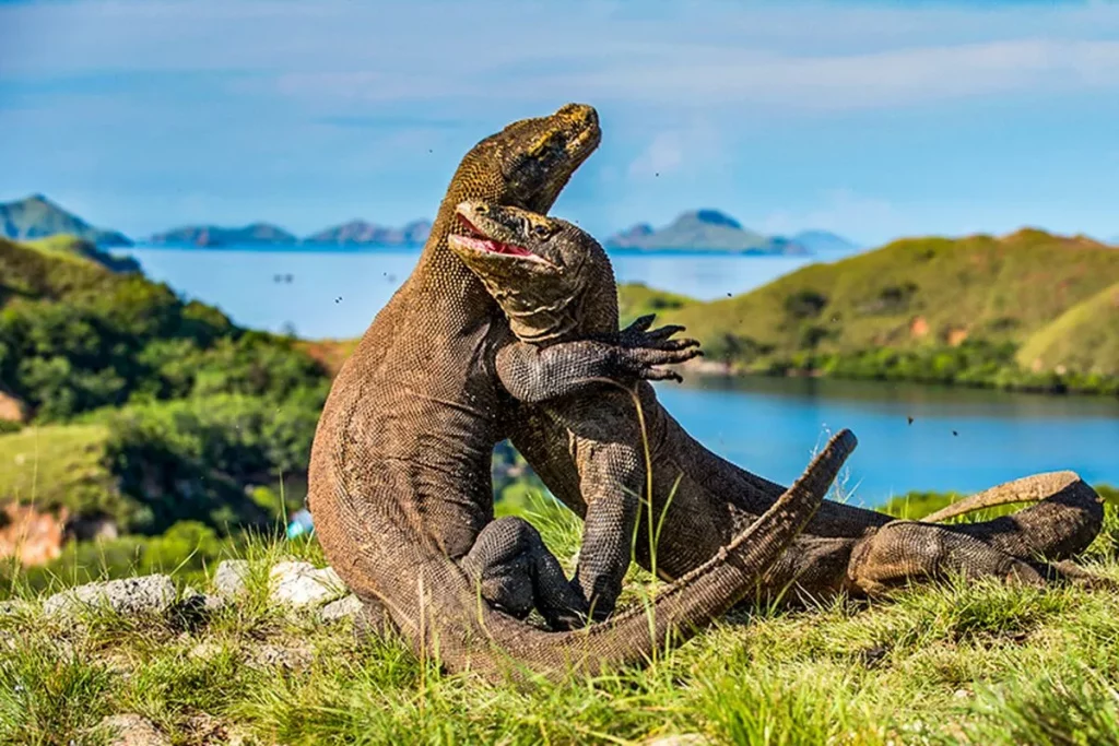 Komodo di Pulau Komodo NTT