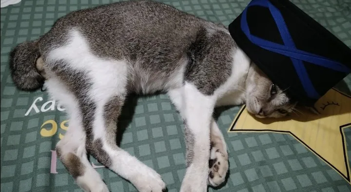 Hewan peliharaan Fahmi di rumah