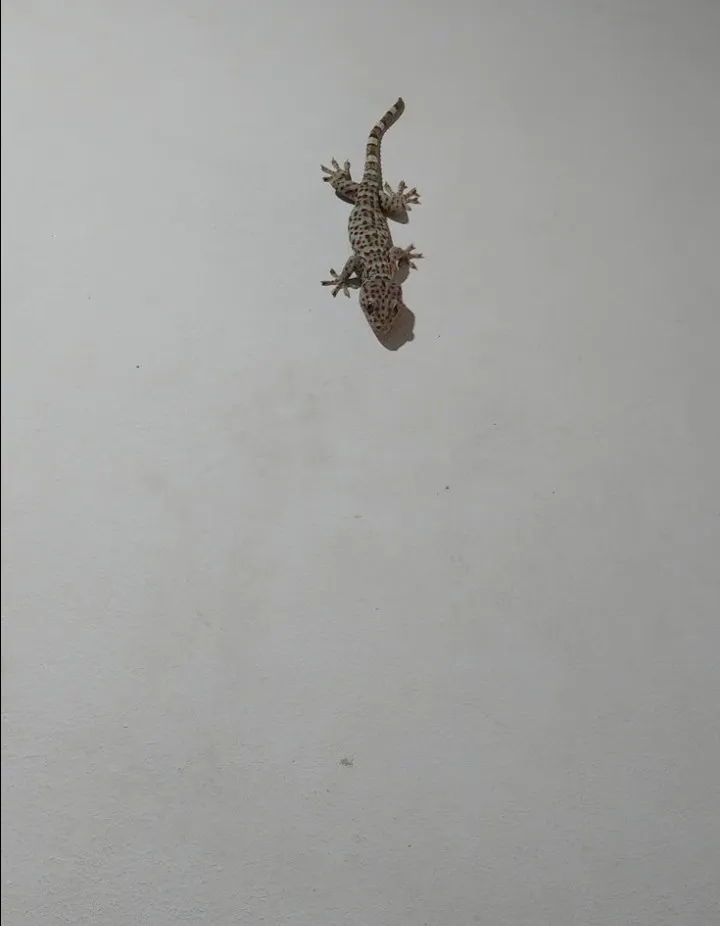 Hewan peliharaan Fahmi di rumah